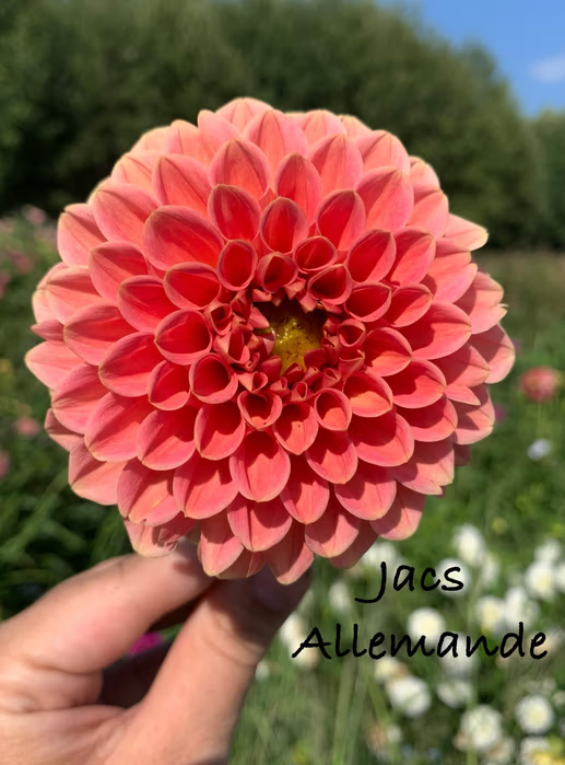Jacs Allemande