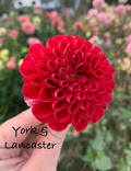 York & Lancaster