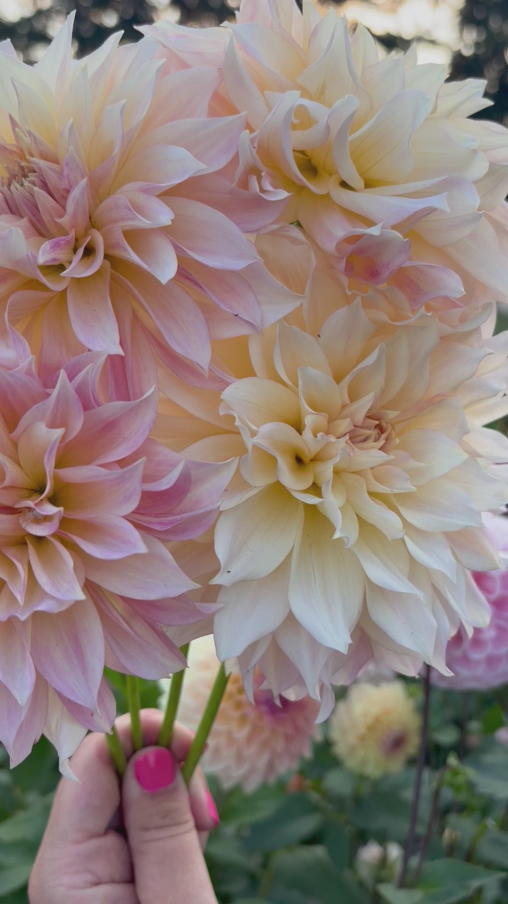 MDs Misty Morning