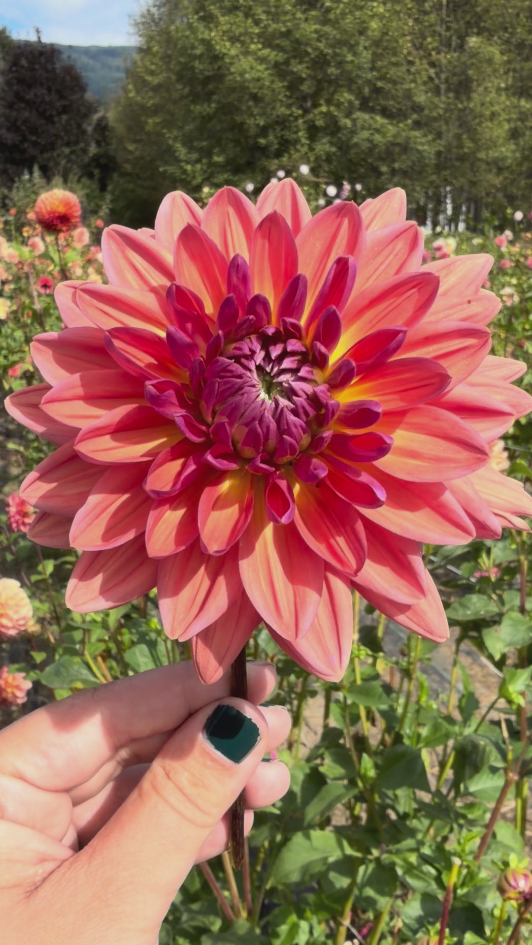 Dutch Pearl