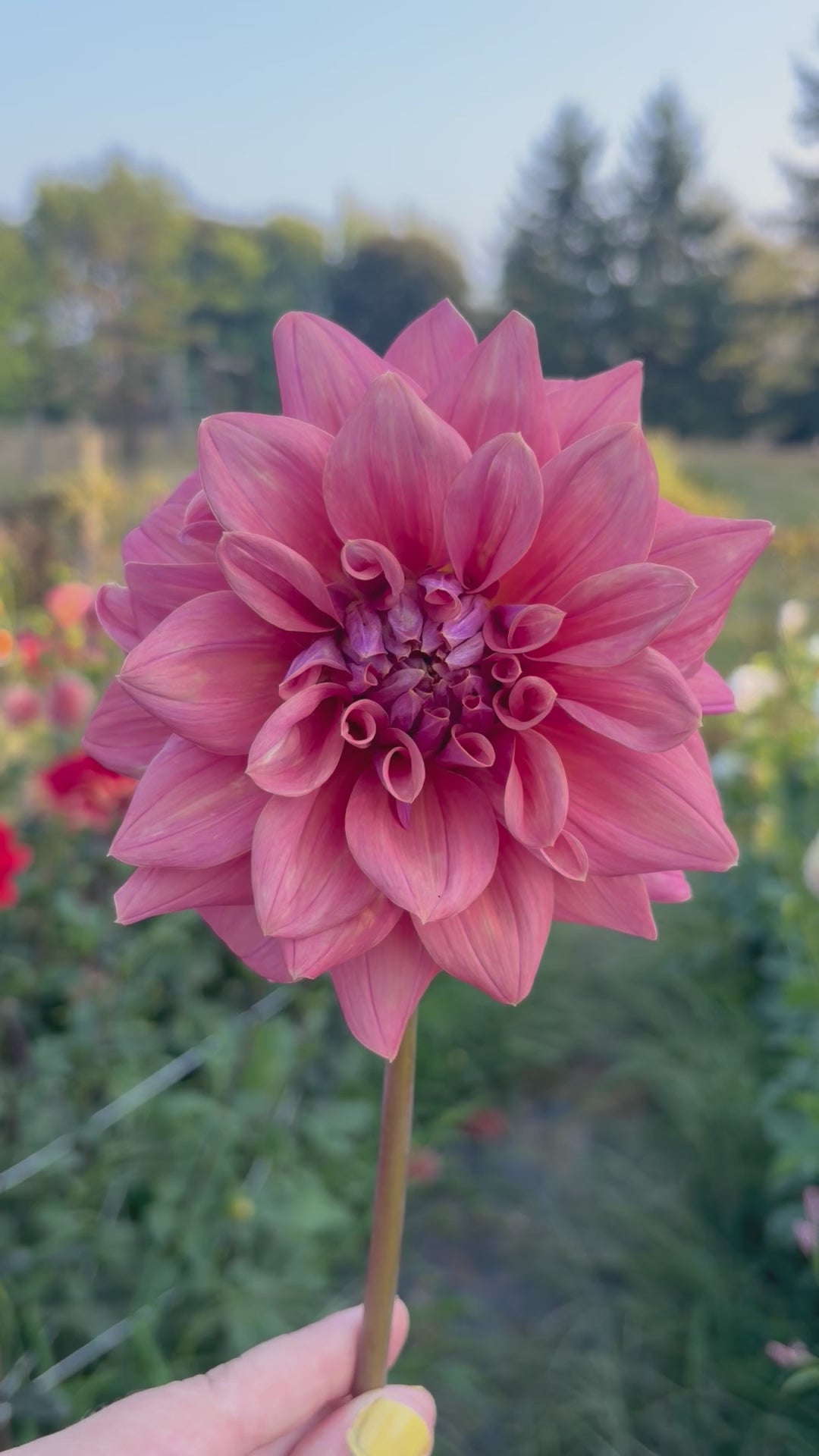 Lileah Caramel Rose